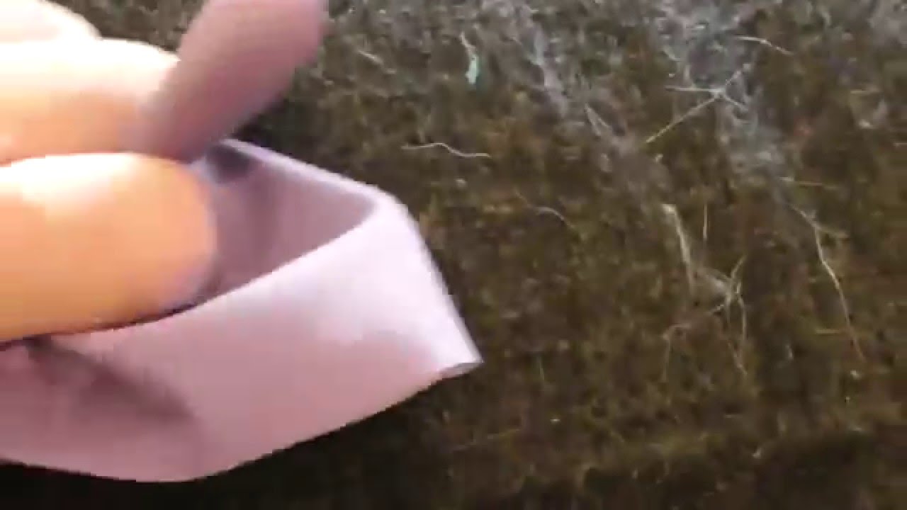 Best Way To Remove Cat Hair From Sofa Best Way To Remove Cat Hair From Sofa