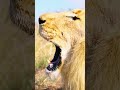 How a Lion Really ROARS | The Lion Whisperer