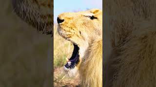 How a Lion Really ROARS | The Lion Whisperer