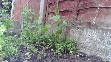 Garden Time-lapse taken with ESP32-CAM board (07/06/2020)