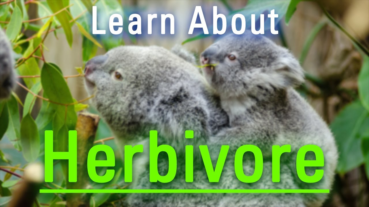 How to Say Herbivore in English? How Does Herbivore Look? What is