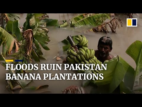 Banana farmers suffer devastating loss amid record flooding in pakistan