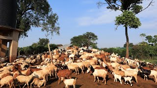 Raising HUNDREDS of Goats and Sheep