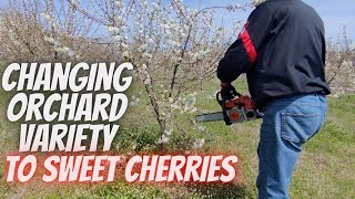 Changing orchard variety from sour cherries to sweet cherries