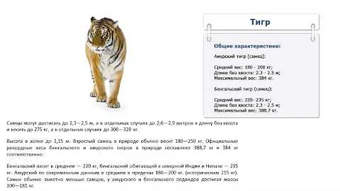 амурский тигр вес. сколько весит тигр самец. вес амурского тигра кг. вес амурского тигра самца. амурский тигр рост вес длина.
