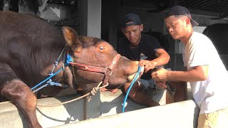 THE TOOL BROKEN ‼️ LEK YULI WAS OVERWHELMED ATTACHING THE COW TO THE COW