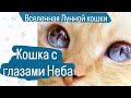 Кошка с глазами Неба