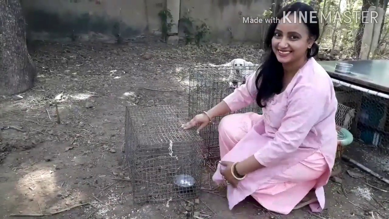 Make Birds cage under 500 rupees (How to care hen and chicks )/homemade