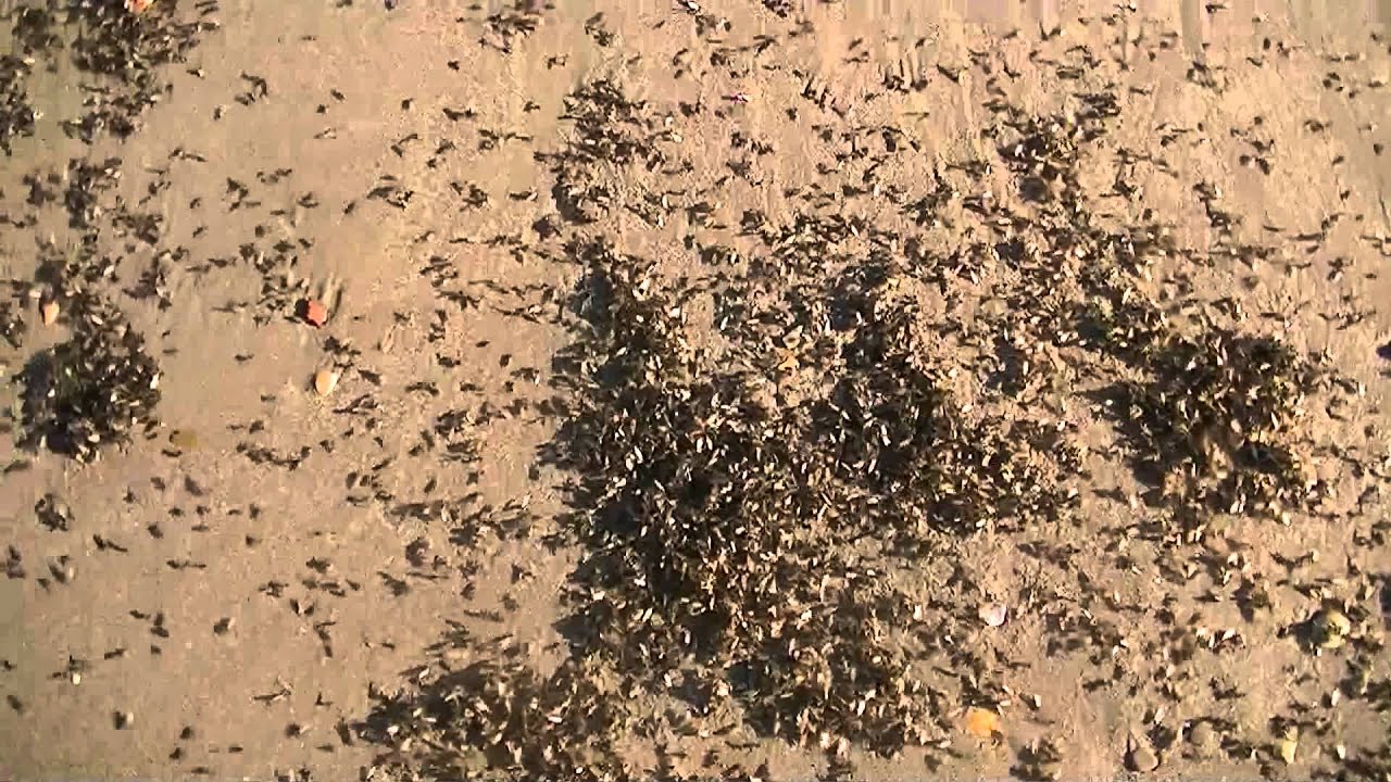 Invasion de fourmis Invasion de fourmis