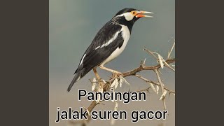 Download Lagu Pancingan Jalak Suren Gacor Download Lagu Pancingan Jalak Suren Gacor