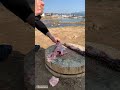 Amazing meat cutting skill in knife  powerful of knife sharp shorts1630