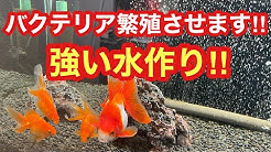 きんぎょのジョー Youtube