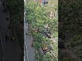 las obras ahogan el silbido del afilador ambulante