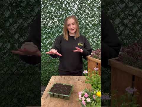 Video: Hardy Yarrow taimed – lugege Yarrow sortide kohta 5. tsooni aedades