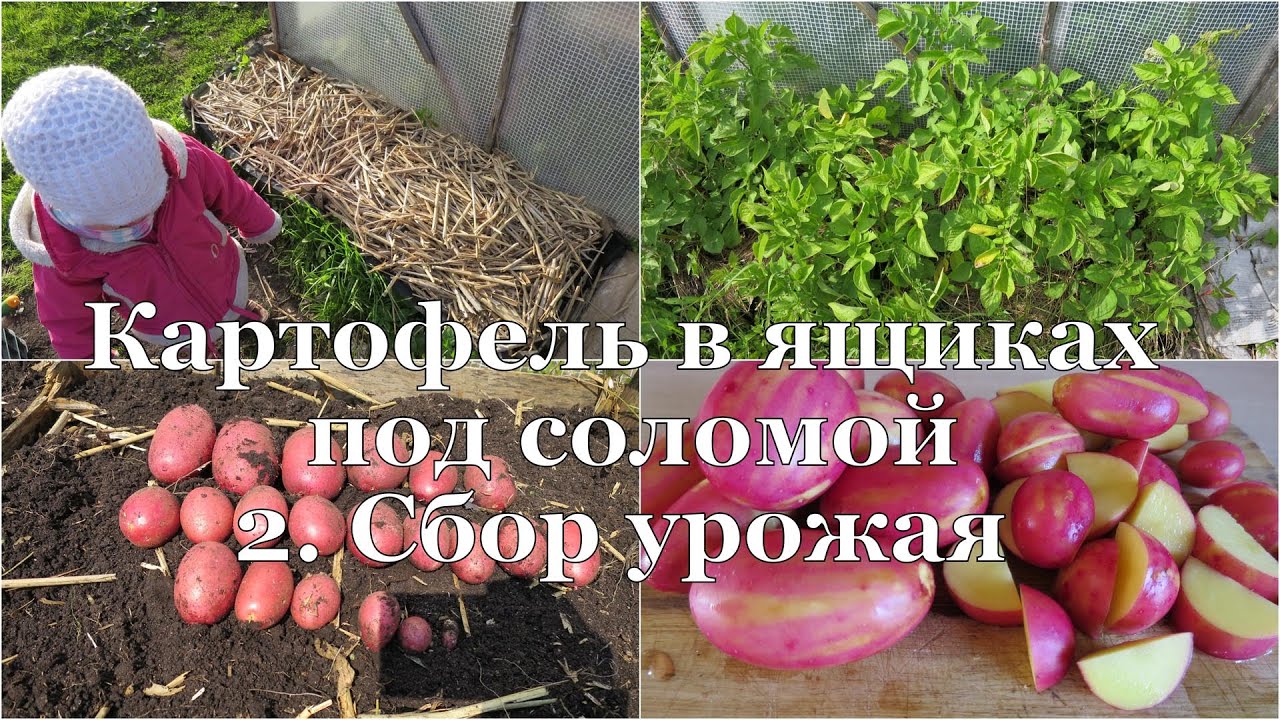 Картофель в ящиках под соломой. 2.  Сбор урожая // Potato in boxes. 2. Harvesting