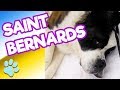 Cutest and Funniest St. Bernard Dogs  | #thatpetlife