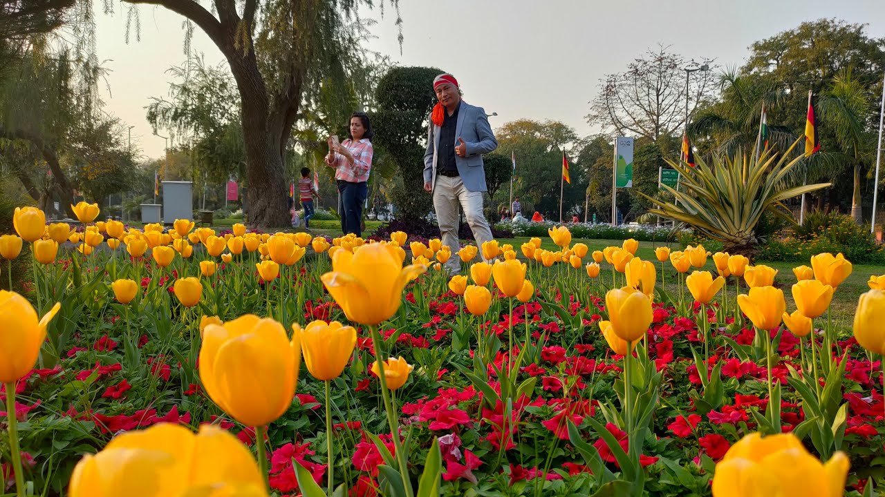Tulip Festival Delhi 2023 at Shantipat New Delhi YouTube