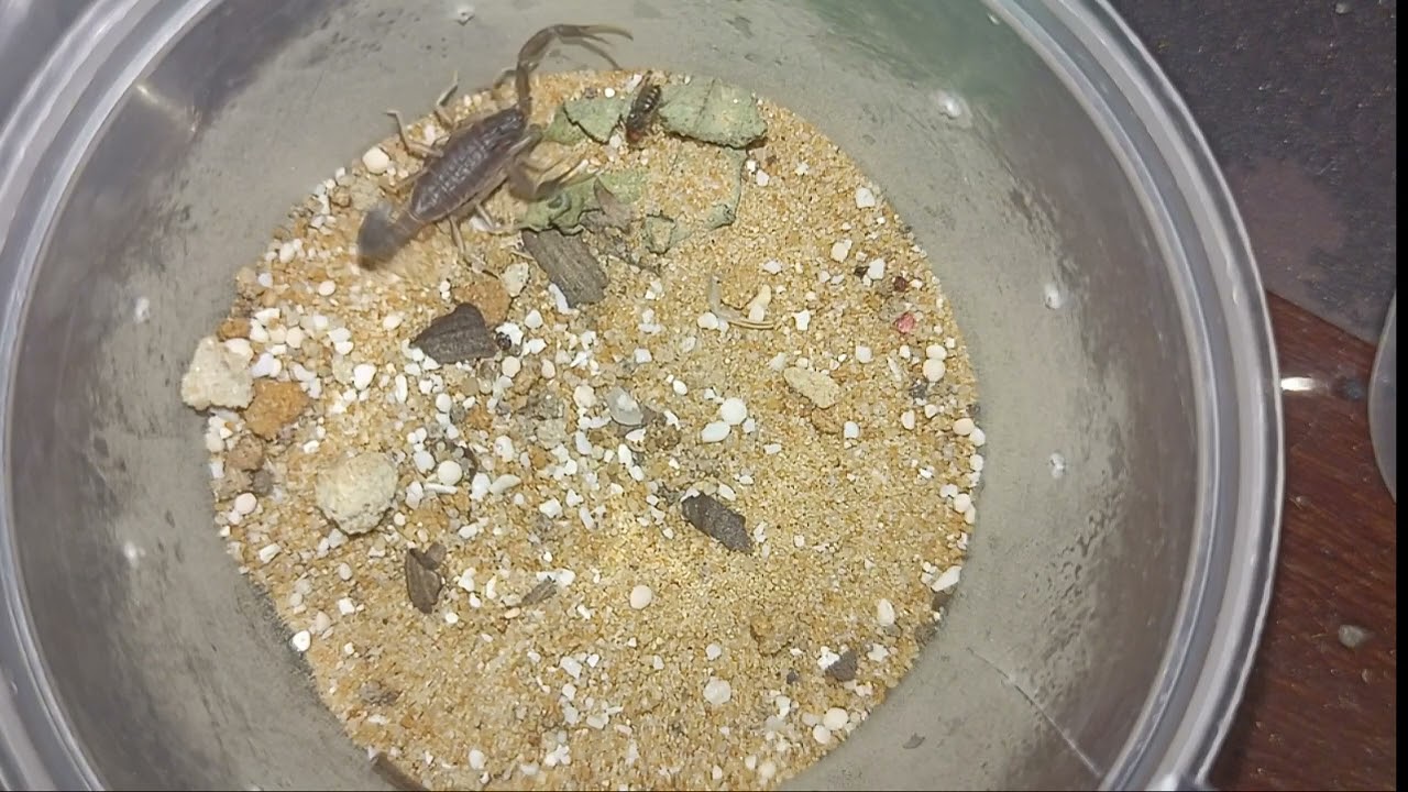 Скорпион Androctonus gonneti l2 ест дрозофилу