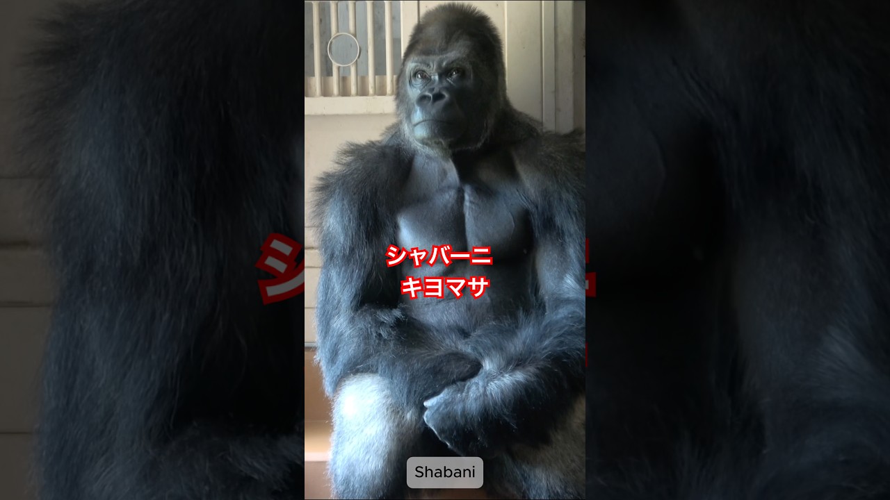 Shabani & Kiyomasa【東山動物園ゴリラ】 #gorilla #shabani #kiyomasa