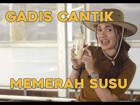 LOLA !!! GADIS CANTIK INI MEMERAH SUSU !!! | BEAUTIFUL GIRL MILKING GOAT