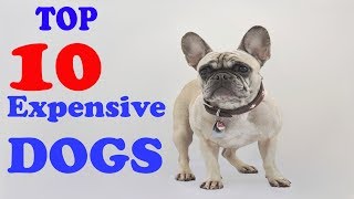 Top 10 Most Expensive Dog Breeds To Own 2017 by Lajeko Pet's 69 views 6 years ago 4 minutes, 5 seconds