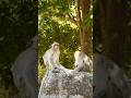 #monkey #animals #babyanimal #cute #babymonkey #wildlife