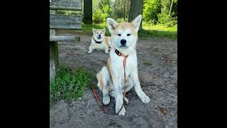 Akita Inu - Akiyama Takayama No Hana Kensha - 4 months old by Marc Druten 80 views 8 months ago 2 minutes, 32 seconds