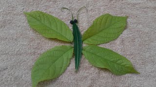 Green Butterfly - Leaf Art