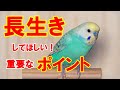 【セキセイインコ】セキセイインコに長生きしてもらうために必ずやるべきこと!!