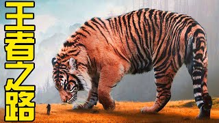 大貓的王者之路老虎是如何一步一步演化到食物鏈頂端的虎年說虎新年專輯丨黑毛羊駝