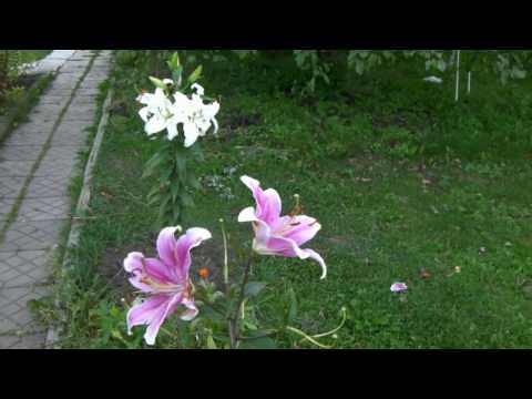 Лилии - Посадка