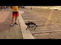 Unitree Robot Dog playing with other dogs in Pattaya