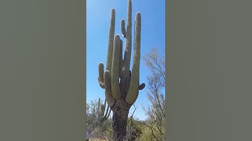 Thumbnail of Giant cactus Phoenix az. 4.21.2017