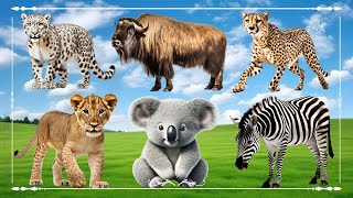 Funniest Animal Sounds In Nature: Leopard, Bison, Cheetah, Lion, Koala & Zebra  Animal Paradise