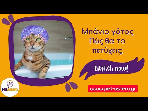 Βίντεο: Πώς να κάνετε πάρτι γενεθλίων για τη γάτα σας