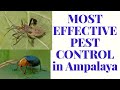 THE BEST WAY OF ELIMINATING PEST IN AMPALAYA