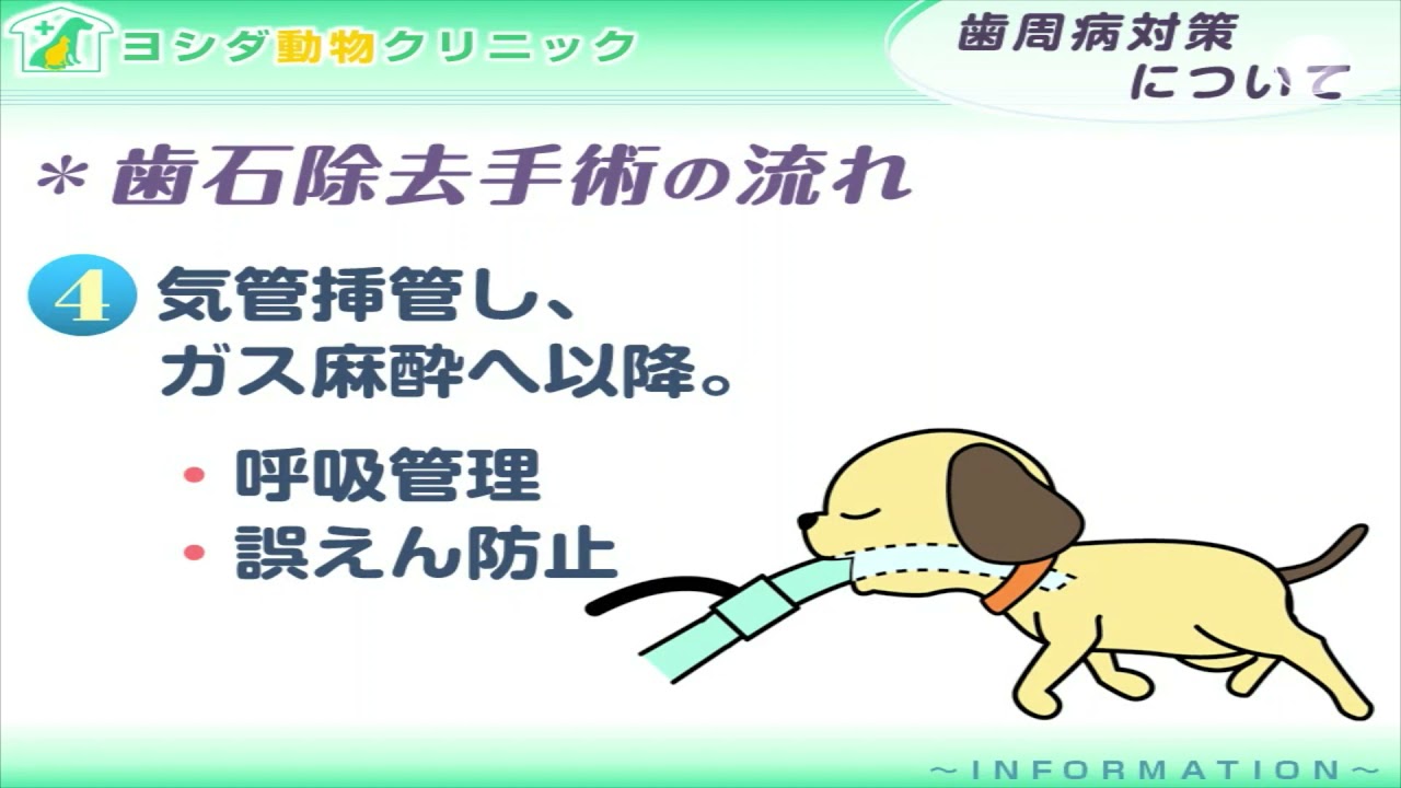 当院の治療例 ヨシダ動物クリニック 稲沢市天池遠松町  動物病院