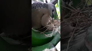 Bird Eating its Own Baby Bird #birdsnest #babyanimal #nature #bird #wildlife