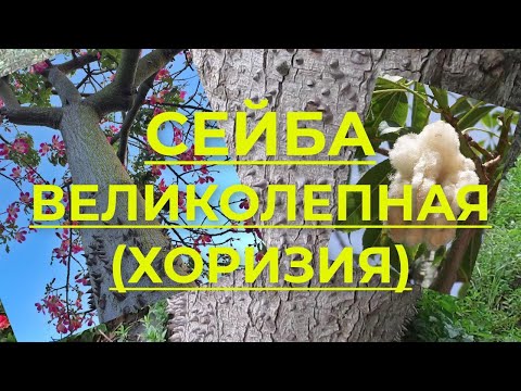 Видео: Факты о хлопковом дереве - Как быстро растет хлопковое дерево