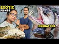 மிரட்டலான மீன்களை அசால்ட்டாக வளர்க்கும் இளைஞர் | Predator Fishes