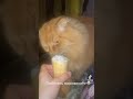 Кот любит мороженое