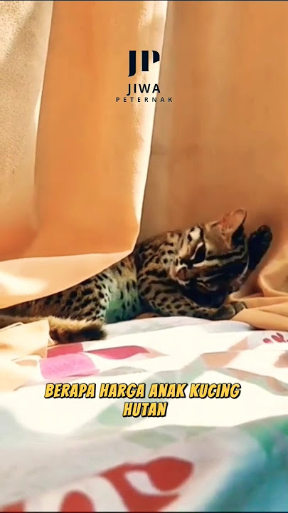 HARGA ANAK KUCING HUTAN❓😯 #junglecat #kucinghutan #animals