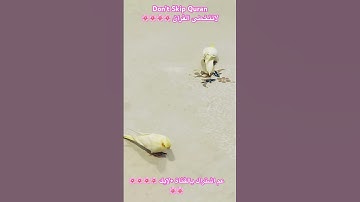 تلاوه عطره من الذكررالحكيم # #cutebird #foryou #اكسبلور