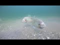 Lake Perris Scuba Diving