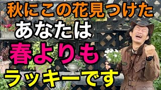 【倍倍に咲く】簡単な防寒対策してできたらこの植物は本当に素晴らしい  【カーメン君】【園芸】【ガーデニング】【初心者】