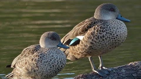 Suara pikat belibis batu, Parere, Piulu, Grey Teal, Untuk nyanggong@JulakHunter02