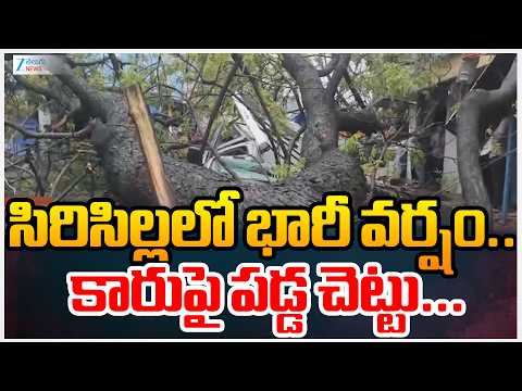 Heavy Rains In Siricilla | సిరిసిల్లలో భారీ వర్షం..  కారుపై పడ్డ చెట్టు... | Zee Telugu News - ZEE24TELUGUNEWS