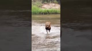 Roar of Domination 😱🤠 #animals #lion