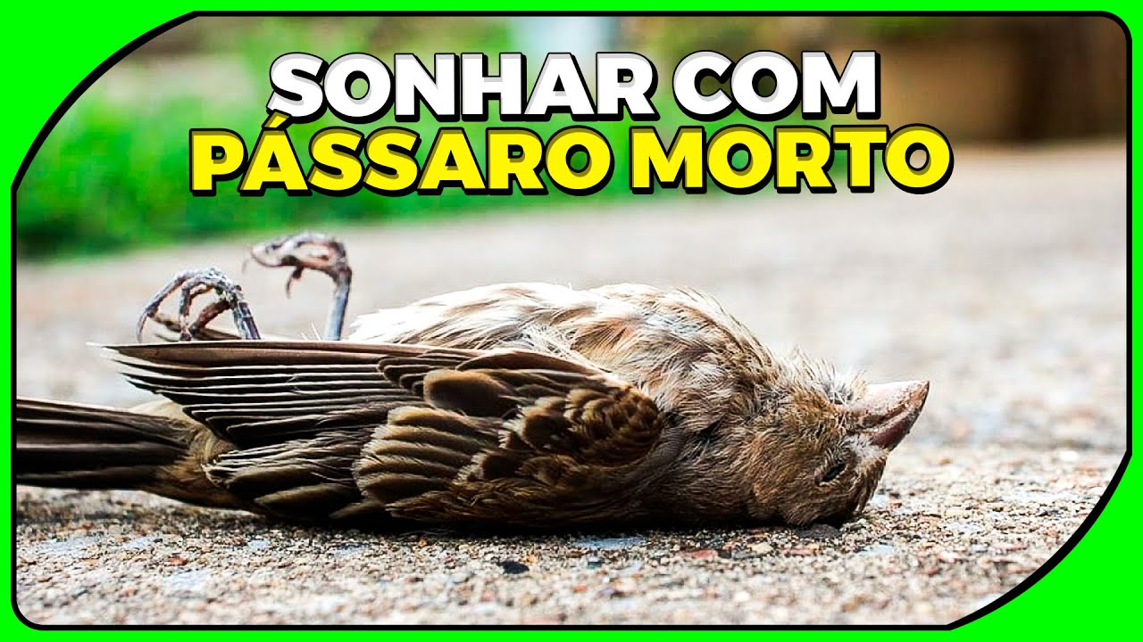 SONHAR COM PÁSSARO MORTO: Qual o significado? Entenda! - YouTube