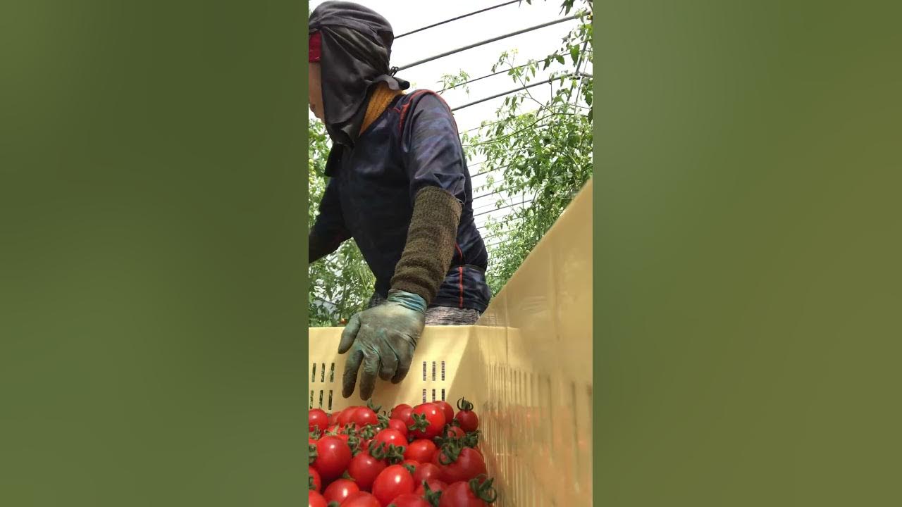 Cherry tomatoes harvest time🥰 YouTube